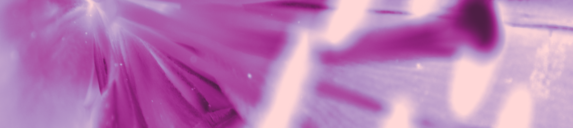 fleur_8_v1_min.png