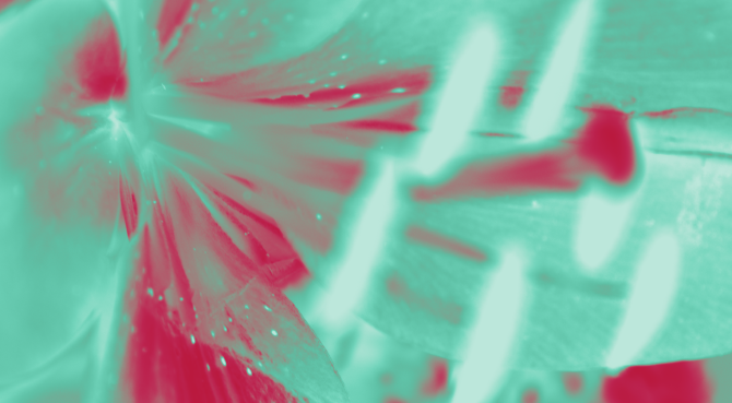 fleur_8_v3_min.png