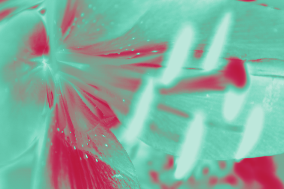 fleur_8_v3_min.png